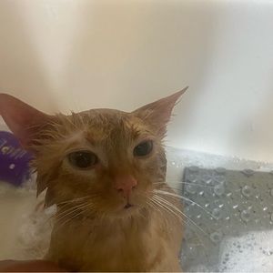 Meet your Posher, Javier